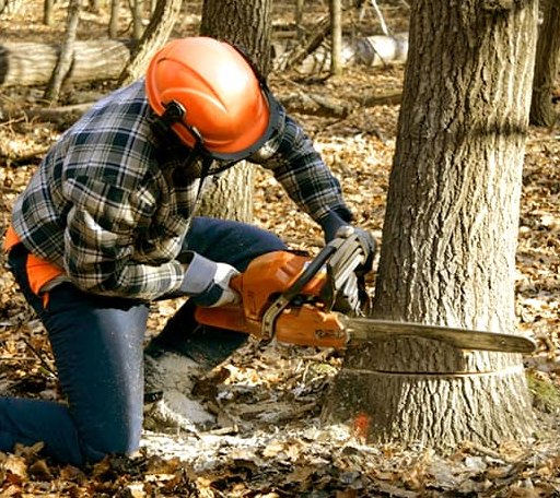 Tree Removal in Weaverville, NC
